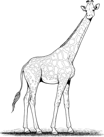 Realistic Giraffe Coloring Page